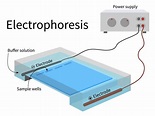 What Is Gel Electrophoresis? How And Why Is It Useful? » Science ABC