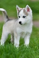 Siberian husky puppy featuring dog, husky, and animal | Animal Stock ...