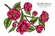 Ilustración de dibujo de flor y hoja de camellia japonica rosa | Vector ...