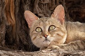african wild cats as pets - Kathe Kilgore