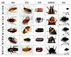 朋友们，上海的蟑螂是啥样的……大的还是小的？ - 知乎