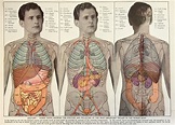 Vintage 1950s Print Human Anatomy Illustration Physiology - Etsy UK ...