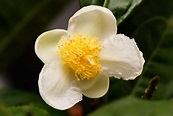 Camellia sinensis « Herbology Manchester