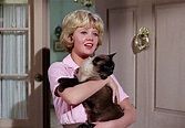 Un gato del FBI - Película (1965) - Dcine.org