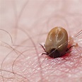 Do All Ticks Carry Lyme Disease? · ExtermPRO