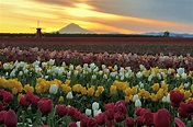 Wooden Shoe Tulip Farm in Woodburn, Oregon, USA... - It's a beautiful world