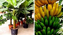 Como plantar e colher banana em vaso / início meio e fim - YouTube