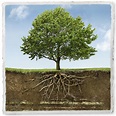 Tree Roots | Communication Arts