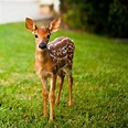 Cute Baby Animals Deer | Cute Animals