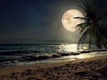 Wallpaper beach, sand, night's moon, palm tree, nature desktop ...