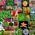 Plantae: El nombre del Reino vegetal - Id Plantae