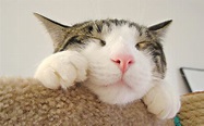 Tumblr Cute Cat Desktop Wallpapers - Top Free Tumblr Cute Cat Desktop ...