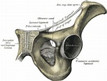 Acetabulum - Wikipedia