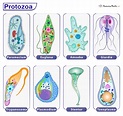 Protozoa - Definition, Examples, Characteristics, and Classification