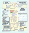 Physiologie funktioniert Verdauungsprozesse | Anatomie lernen ...