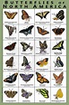 Butterflies of North America Art Print / Field Guide | Etsy in 2021 ...