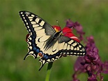 Die schönsten heimischen Schmetterlingsarten - Plantura