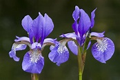 Iris Images Free Purple Irises Free Stock Photo - WA 0852-1145-2294 ...