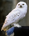 Harry Potter Hedwig Wallpapers - Top Free Harry Potter Hedwig ...