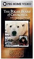 Amazon.com: The Polar Bears of Churchill with Ewan McGregor : EWAN ...