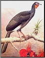 Pava aliblanca (Penelope albipennis) , especie que e creyó extinta ...