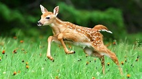 Cute Baby Deer Is Running On Green Plants With Flowers 4K HD Deer ...