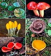 Blog de Biologia: Reino Fungi