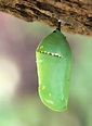 File:Monarch Butterfly Cocoon 6708.jpg - Wikipedia, the free encyclopedia