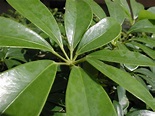 Brassaia actinophylla, Schefflera - a photo on Flickriver