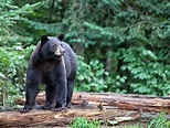 Reminder: Black Bear Harvest Authorizations Applications Are Due Dec ...