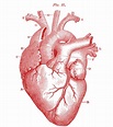 9 Anatomical Heart Drawings! - The Graphics Fairy