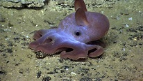 All About Grimpoteuthis, the Dumbo Octopus