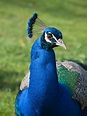 Peacock Bird Characteristics, Pictures and Symbolism | HubPages