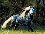 raza Appaloosa (el caballo): descripción, características, cuidados ...