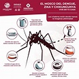 Evita riesgos de contagio de dengue, zika y chikungunya en temporada de ...