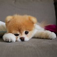 lazy boo | Boo the dog, Boo the cutest dog, Very cute dogs