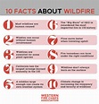 10 Interesting Facts About Wildfires | WFCA