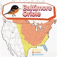Baltimore Oriole Migration - Bird Watching Academy