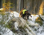 Reportage: Wolfsjagd in Schweden - unsere Jagd 3-2023