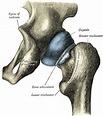 Ischial spine - Wikipedia