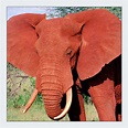 Big red elephant Foto & Bild | africa, eastern africa, kenya Bilder auf ...