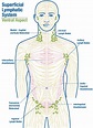 Manual Lymphatic Drainage | Central Coast Lymphedema & Wound Care