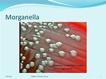 About Morganella species