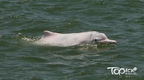 中華白海豚出沒率4年來首次回升 去年度錄52條 - 香港經濟日報 - TOPick - 新聞 - 社會 - D200724