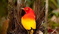 What the flame bowerbird can do with its eyes is mesmerising - altmarius