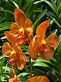 AboutOrchids » Blog Archive » The National Orchid Garden of Singapore
