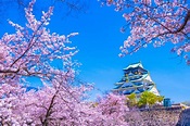 【大阪櫻花景點總整理】必看的賞櫻景點都在這裡了！ | 好運日本行