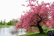Mille Fiori Favoriti: Pink Saturday - Pink Trees