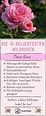 Wildrosen-Arten: Die 20 beliebtesten wilden Rosenarten | Rosenarten ...