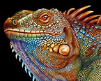 Iguana by Tim Jeffs | Art